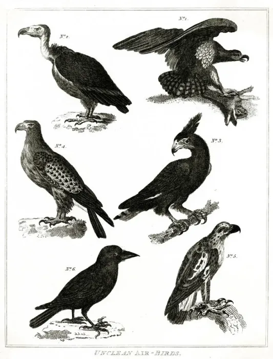 Framed Print : Unclean Air Birds - Judaism Framed Print : Unclean Air Birds - Judaism
