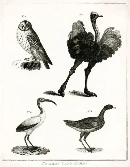 Framed Print : Unclean Land Birds- Judaism Framed Print : Unclean Land Birds- Judaism
