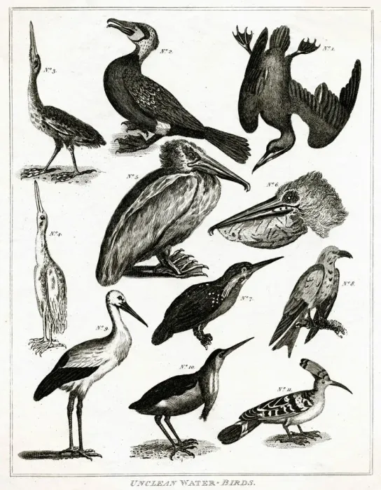 Framed Print : Unclean Water Birds - Judaism Framed Print : Unclean Water Birds - Judaism