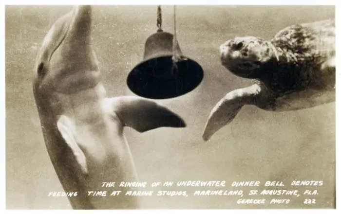 Framed Print : Underwater bell, Marine Studios, Marineland, Florida, USA Framed Print : Underwater bell, Marine Studios, Marineland, Florida, USA