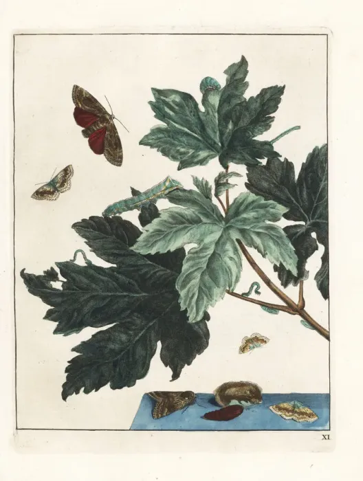 Framed Print : Underwing moth from Meudon, France, and small Framed Print : Underwing moth from Meudon, France, and small