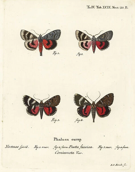 Underwing moths, Catocala pacta and Catocala coniuncta
