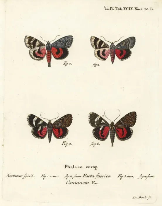 Framed Print : Underwing moths, Catocala pacta and Catocala coniuncta Framed Print : Underwing moths, Catocala pacta and Catocala coniuncta