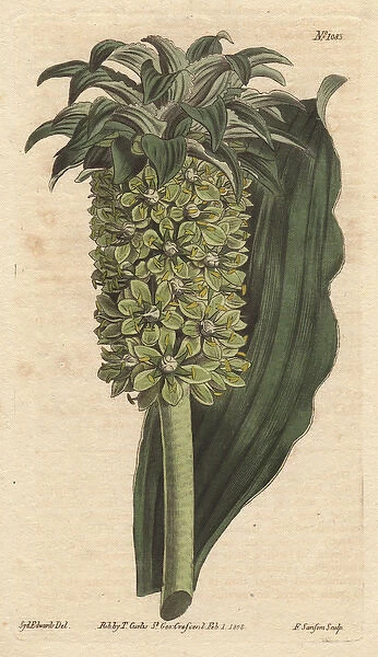 Undulated-leaved eucomis with green flowers