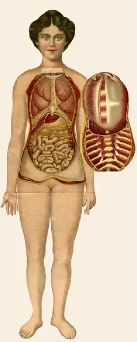 Framed Print : Unfolding female anatomy Framed Print : Unfolding female anatomy