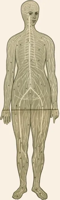 Framed Print : Unfolding female anatomy Framed Print : Unfolding female anatomy