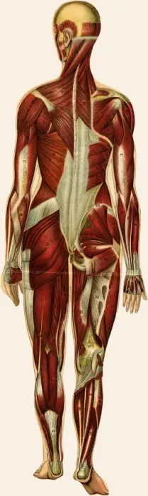 Framed Print : Unfolding female anatomy Framed Print : Unfolding female anatomy