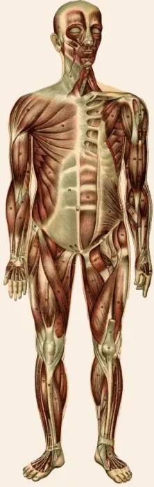 Framed Print : Unfolding male anatomy Framed Print : Unfolding male anatomy