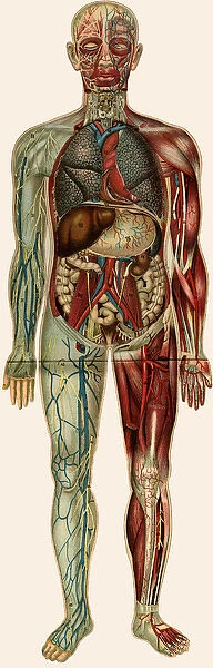 Unfolding male anatomy