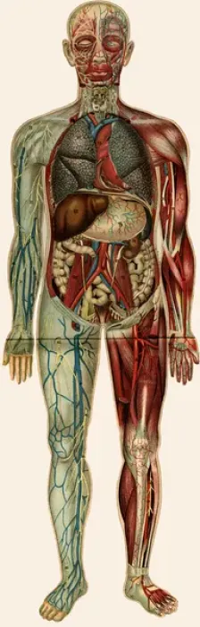 Framed Print : Unfolding male anatomy Framed Print : Unfolding male anatomy