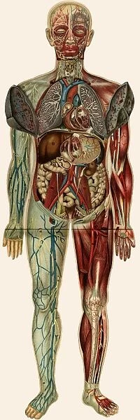 Unfolding male anatomy