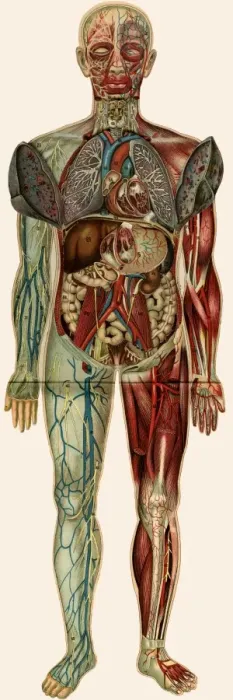 Framed Print : Unfolding male anatomy Framed Print : Unfolding male anatomy