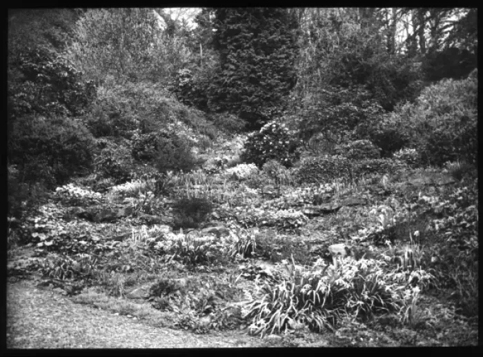 Framed Print : Unidentified garden Framed Print : Unidentified garden