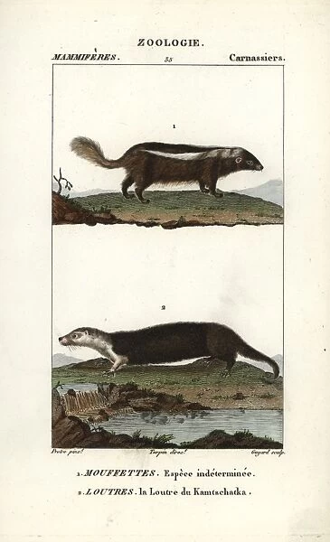 Unidentified species of skunk (Conepatus semistriatus?)