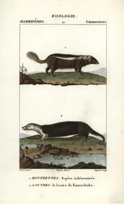 Framed Print : Unidentified species of skunk (Conepatus semistriatus?) Framed Print : Unidentified species of skunk (Conepatus semistriatus?)