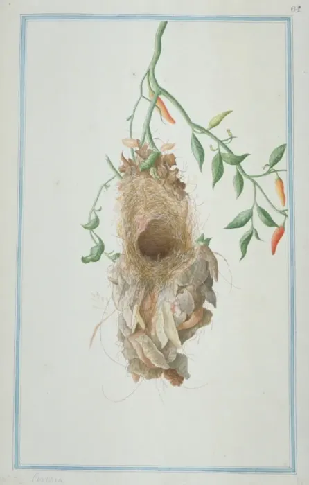 Framed Print : Unidientified sunbird nest Framed Print : Unidientified sunbird nest