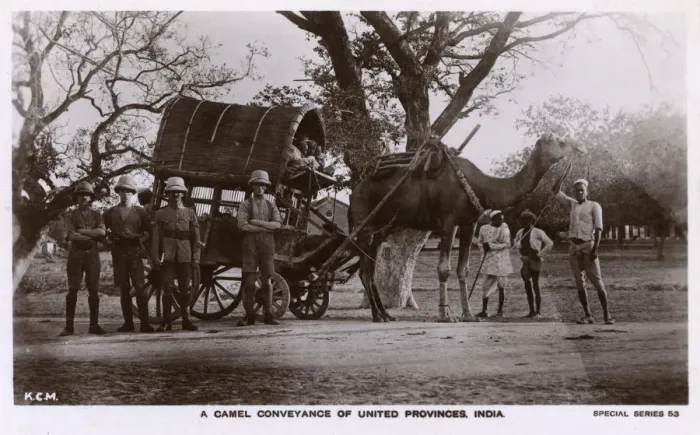 Framed Print : United Provinces, India - Camel Conveyance Framed Print : United Provinces, India - Camel Conveyance