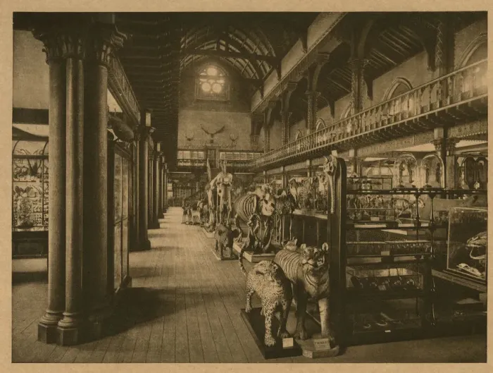 Framed Print : University of Glasgow - Interior of the Hunterian Museum Framed Print : University of Glasgow - Interior of the Hunterian Museum