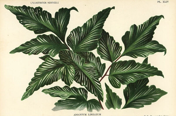 Unknown fern species, Adiantum lineatum