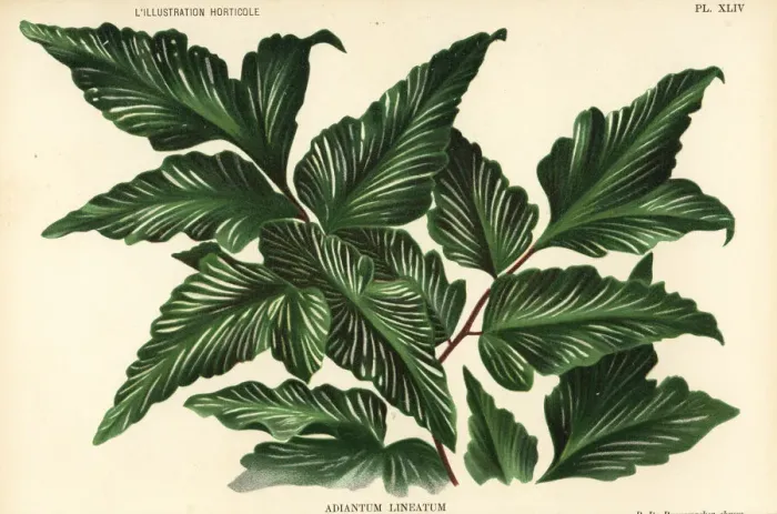 Framed Print : Unknown fern species, Adiantum lineatum Framed Print : Unknown fern species, Adiantum lineatum