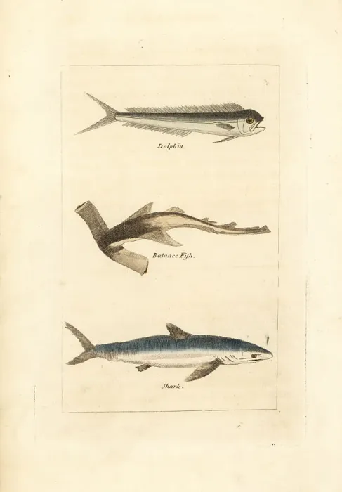 Framed Print : Unknown fish, hammerhead and blue shark Framed Print : Unknown fish, hammerhead and blue shark