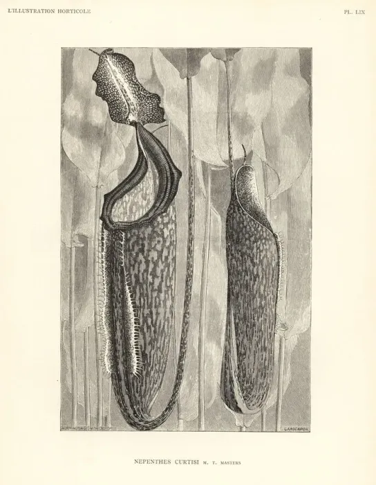 Framed Print : Unknown pitcher plant species, Nepenthes curtisi Framed Print : Unknown pitcher plant species, Nepenthes curtisi
