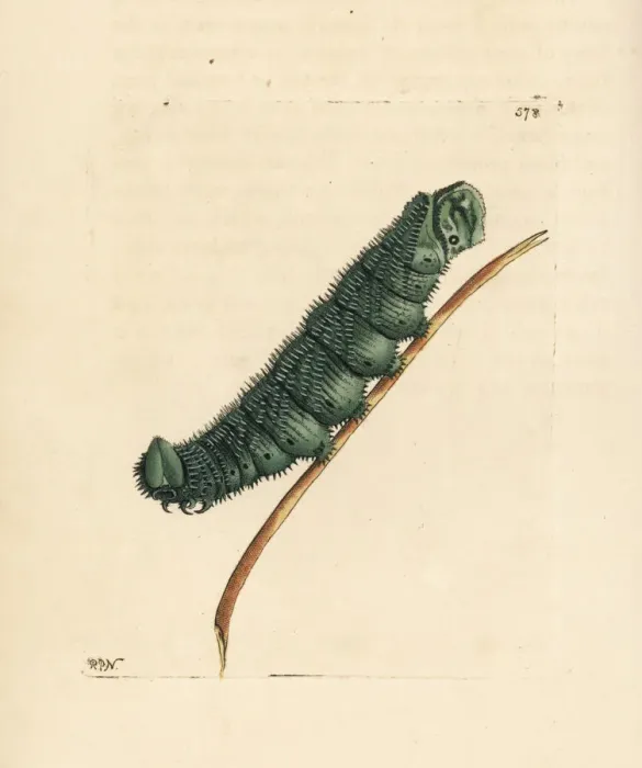 Framed Print : Unknown species of Australasian caterpillar Framed Print : Unknown species of Australasian caterpillar