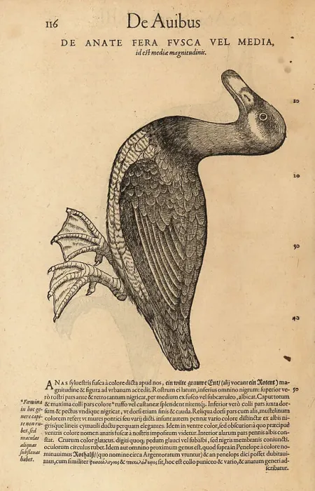 Framed Print : Unknown species of scoter, possibly common scoter or velvet scot Framed Print : Unknown species of scoter, possibly common scoter or velvet scot