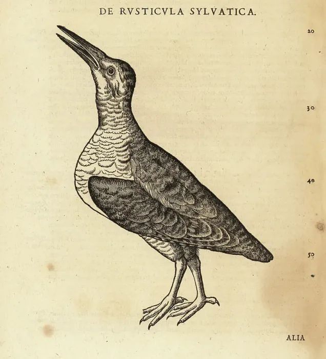 Framed Print : Unknown species of waterbird, sandpiper or knot Framed Print : Unknown species of waterbird, sandpiper or knot