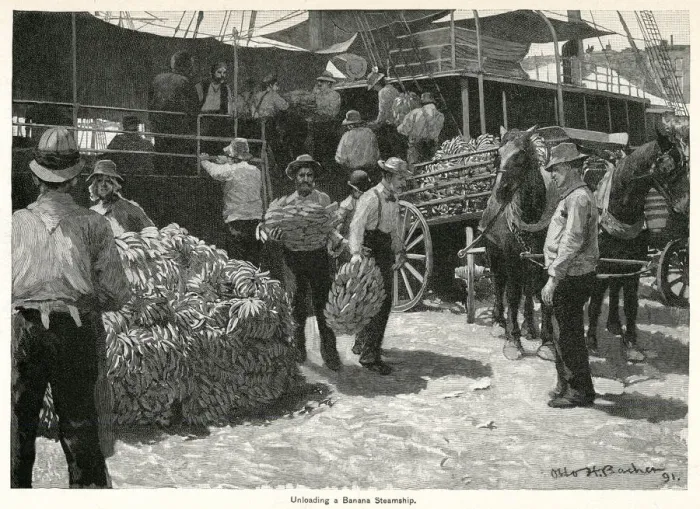Framed Print : Unloading bananas from steamship 1891 Framed Print : Unloading bananas from steamship 1891