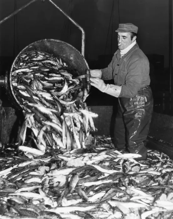 Framed Print : Unloading illegal catch of fish, Boulogne, France Framed Print : Unloading illegal catch of fish, Boulogne, France