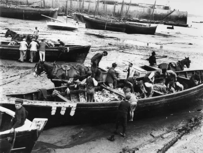 Framed Print : Unloading the pilchard catch at St Ives, Cornwall Framed Print : Unloading the pilchard catch at St Ives, Cornwall