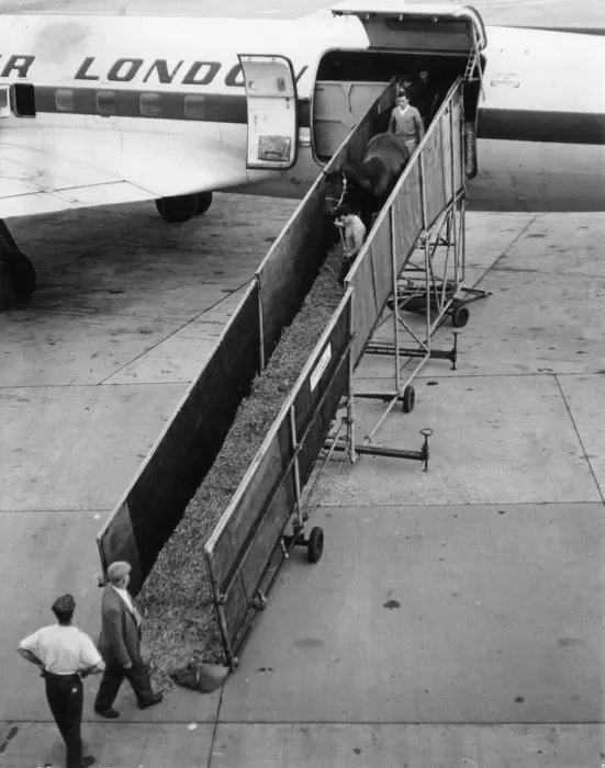 Framed Print : Unloading racehorses, Gatwick Airport, Sussex Framed Print : Unloading racehorses, Gatwick Airport, Sussex