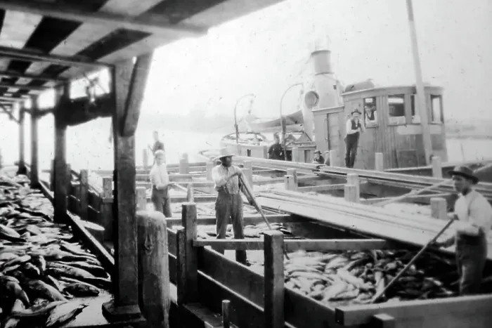 Framed Print : Unloading salmon, British Columbia, Canada, early 1900s Framed Print : Unloading salmon, British Columbia, Canada, early 1900s