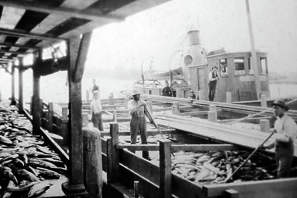 Unloading salmon, British Columbia, Canada, early 1900s