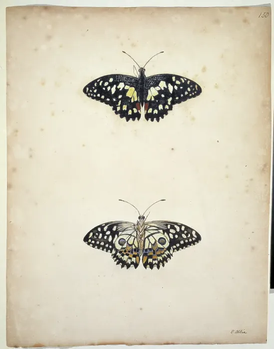 Framed Print : Unpublished lepidoptera watercolour by Eleazar Albin Framed Print : Unpublished lepidoptera watercolour by Eleazar Albin