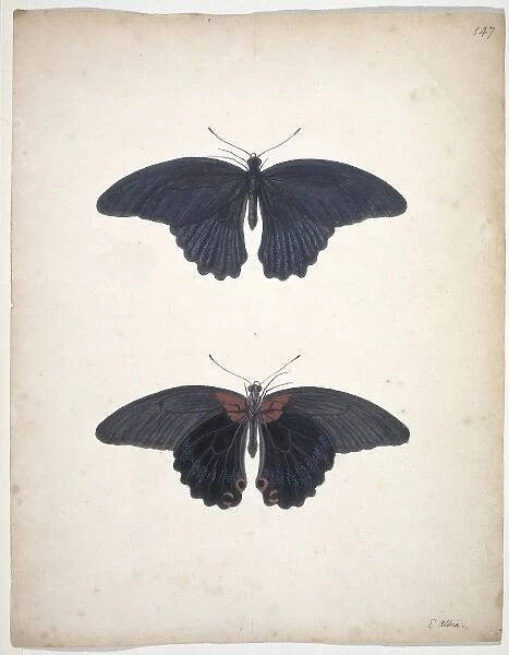 Unpublished lepidoptera watercolour by Eleazar Albin