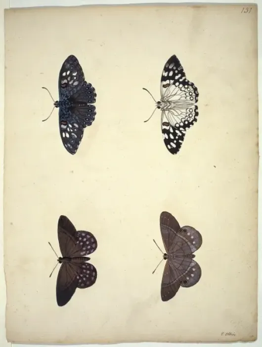 Framed Print : Unpublished lepidoptera watercolour by Eleazar Albin Framed Print : Unpublished lepidoptera watercolour by Eleazar Albin