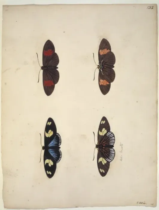 Framed Print : Unpublished lepidoptera watercolour by Eleazar Albin Framed Print : Unpublished lepidoptera watercolour by Eleazar Albin