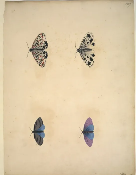 Framed Print : Unpublished lepidoptera watercolour by Eleazar Albin Framed Print : Unpublished lepidoptera watercolour by Eleazar Albin