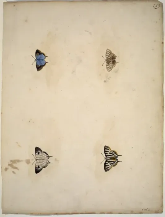 Framed Print : Unpublished lepidoptera watercolour by Eleazar Albin Framed Print : Unpublished lepidoptera watercolour by Eleazar Albin