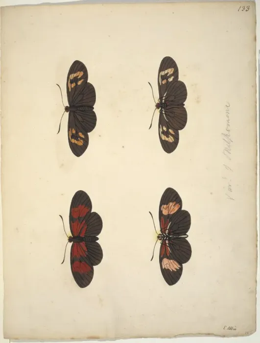 Framed Print : Unpublished lepidoptera watercolour by Eleazar Albin Framed Print : Unpublished lepidoptera watercolour by Eleazar Albin