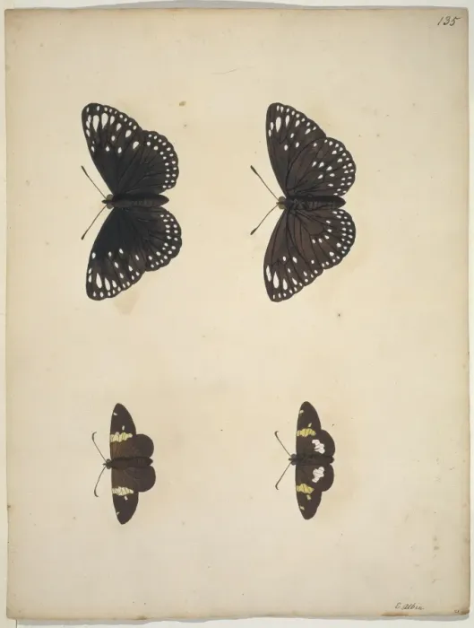 Framed Print : Unpublished lepidoptera watercolour by Eleazar Albin Framed Print : Unpublished lepidoptera watercolour by Eleazar Albin