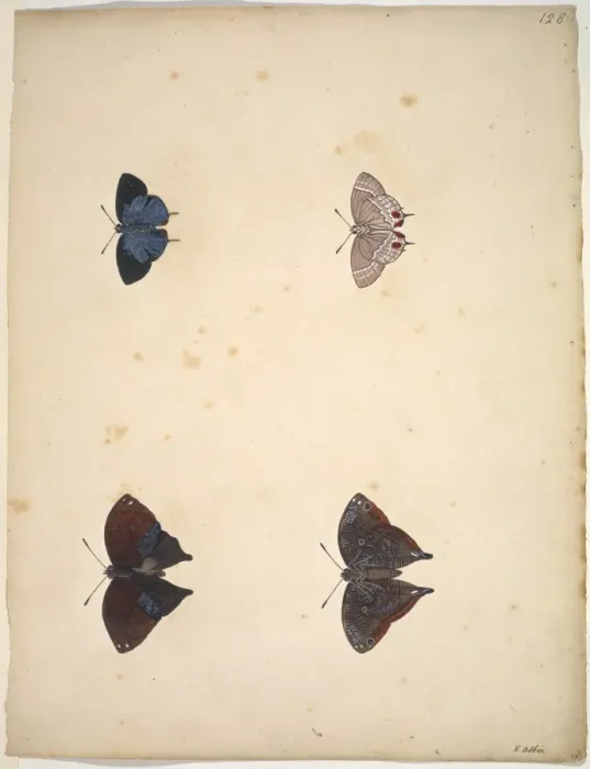 Framed Print : Unpublished lepidoptera watercolour by Eleazar Albin Framed Print : Unpublished lepidoptera watercolour by Eleazar Albin