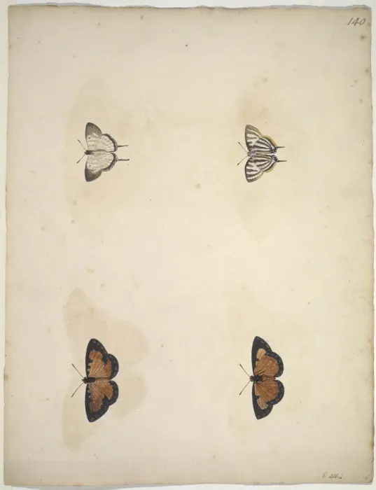 Framed Print : Unpublished lepidoptera watercolour by Eleazar Albin Framed Print : Unpublished lepidoptera watercolour by Eleazar Albin