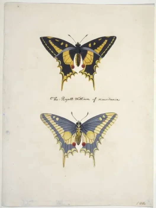 Framed Print : Unpublished lepidoptera watercolour by Eleazar Albin Framed Print : Unpublished lepidoptera watercolour by Eleazar Albin