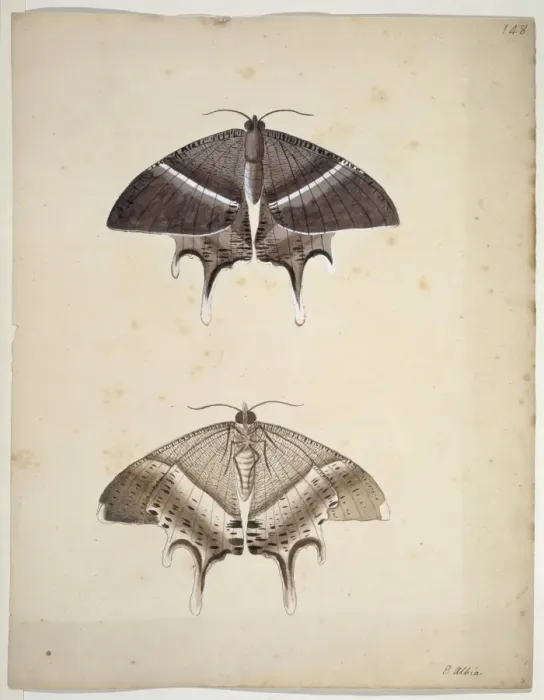 Framed Print : Unpublished lepidoptera watercolour by Eleazar Albin Framed Print : Unpublished lepidoptera watercolour by Eleazar Albin