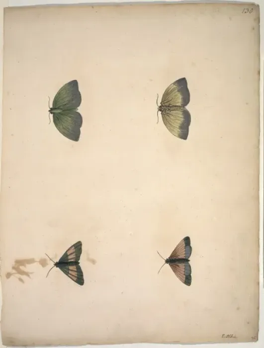 Framed Print : Unpublished lepidoptera watercolour by Eleazar Albin Framed Print : Unpublished lepidoptera watercolour by Eleazar Albin
