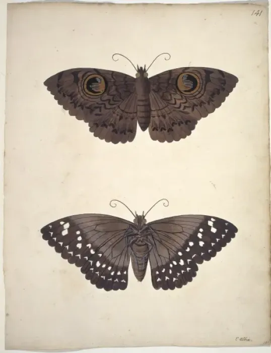 Framed Print : Unpublished lepidoptera watercolour by Eleazar Albin Framed Print : Unpublished lepidoptera watercolour by Eleazar Albin