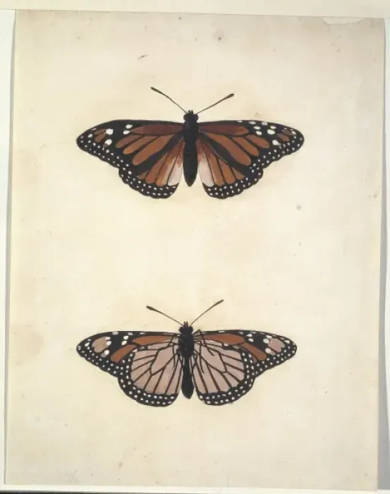 Framed Print : Unpublished lepidoptera watercolour by Eleazar Albin Framed Print : Unpublished lepidoptera watercolour by Eleazar Albin